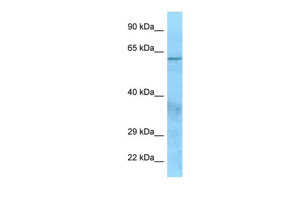 		Western blot